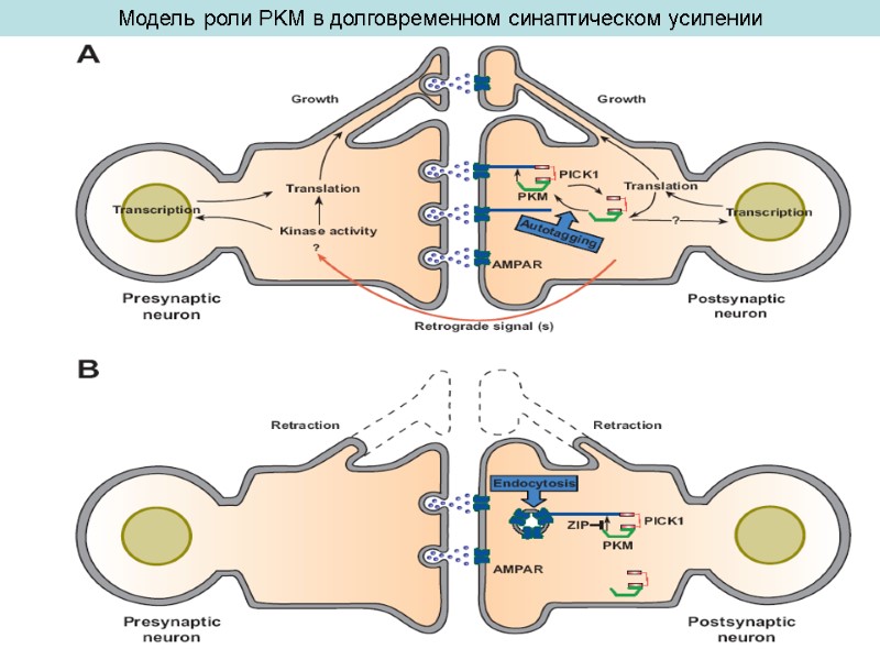 Модель роли PKM в долговременном синаптическом усилении